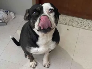 Cachorro raça Pit-Bull idade 6 ou mais anos nome Yoco