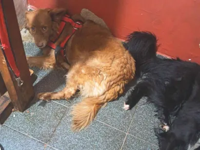 Cachorro raça Labrador idade 3 anos nome Maya
