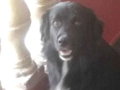 Cachorro raça SRD-ViraLata idade 2 a 6 meses nome Thor