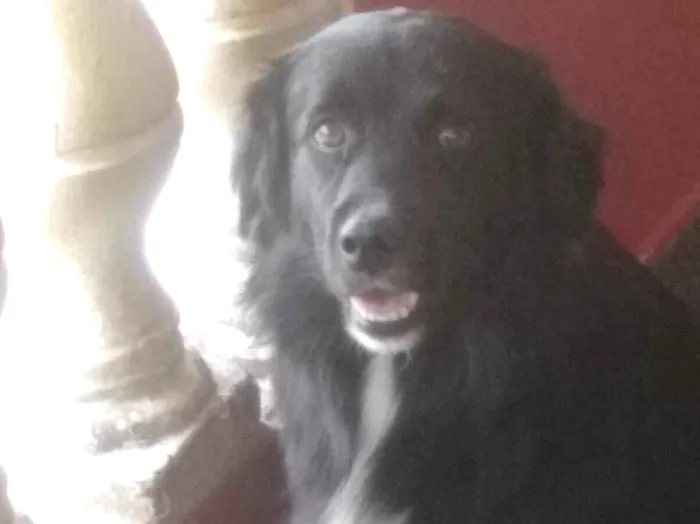 Cachorro raça SRD-ViraLata idade 2 a 6 meses nome Thor