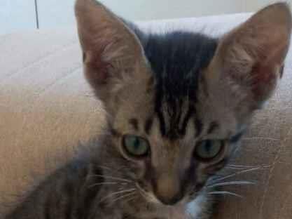 Gato raça SRD-ViraLata idade Abaixo de 2 meses nome Garoto