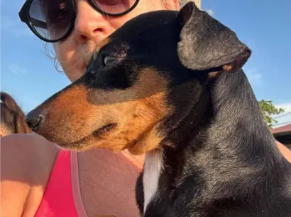 Cachorro raça SRD-ViraLata idade 1 ano nome Procura-se Dono