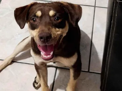 Cachorro raça SRD-ViraLata idade 1 ano nome Teddy