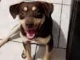 Cachorro raça SRD-ViraLata idade 1 ano nome Teddy