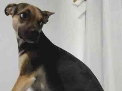 Cachorro raça SRD-ViraLata idade 5 anos nome SHIVA