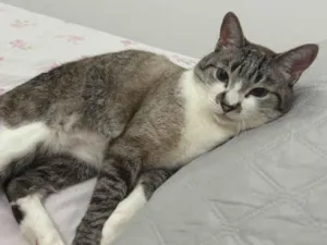 Gato raça SRD-ViraLata idade 5 anos nome Apolo