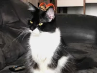 Gato raça SRD-ViraLata idade 7 a 11 meses nome Emma