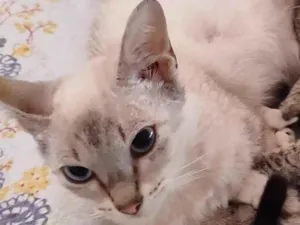 Gato raça SRD-ViraLata idade 7 a 11 meses nome Sem nome