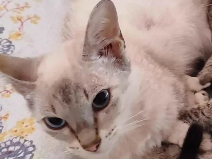 Gato raça SRD-ViraLata idade 7 a 11 meses nome Sem nome