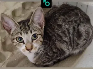 Gato raça SRD-ViraLata idade 7 a 11 meses nome Sem nome