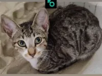 Gato raça SRD-ViraLata idade 7 a 11 meses nome Sem nome