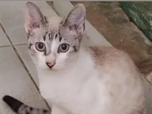 Gato raça SRD-ViraLata idade 7 a 11 meses nome Sem nome