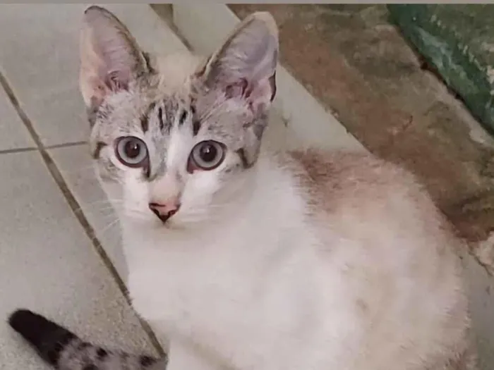 Gato raça SRD-ViraLata idade 7 a 11 meses nome Sem nome