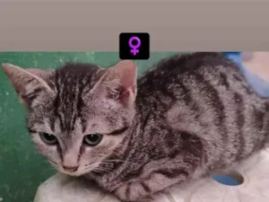 Gato raça SRD-ViraLata idade 7 a 11 meses nome Sem nome 