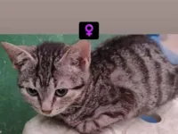 Gato raça SRD-ViraLata idade 7 a 11 meses nome Sem nome 