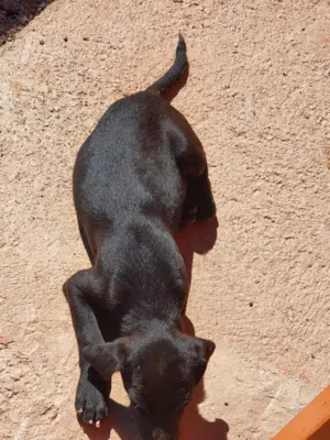 Cachorro raça SRD-ViraLata idade Abaixo de 2 meses nome sem nomes