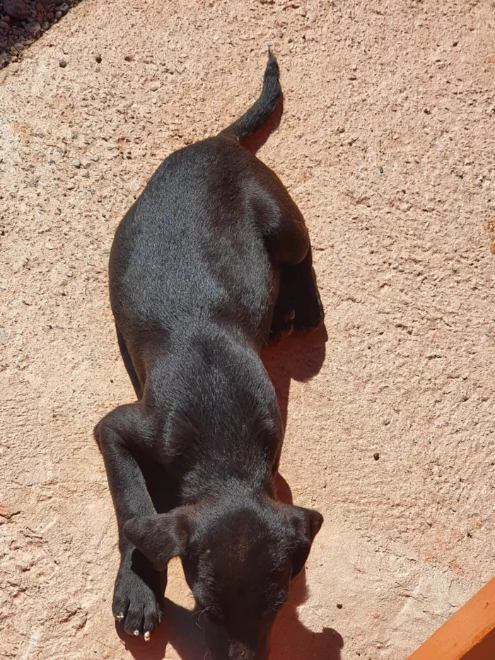 Cachorro raça SRD-ViraLata idade Abaixo de 2 meses nome sem nomes