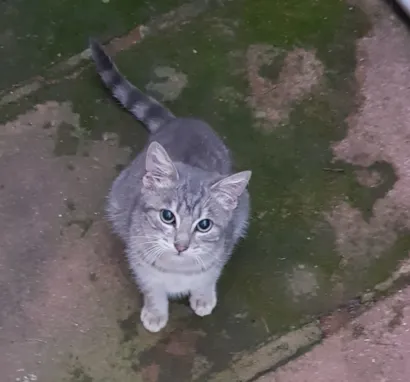 Gato raça SRD-ViraLata idade 7 a 11 meses nome Simbá