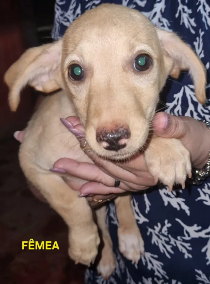 Cachorro raça SRD-ViraLata idade 2 a 6 meses nome Sem nome