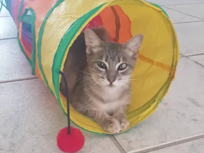 Gato raça SRD-ViraLata idade 7 a 11 meses nome Simbá