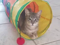 Gato raça SRD-ViraLata idade 7 a 11 meses nome Simbá