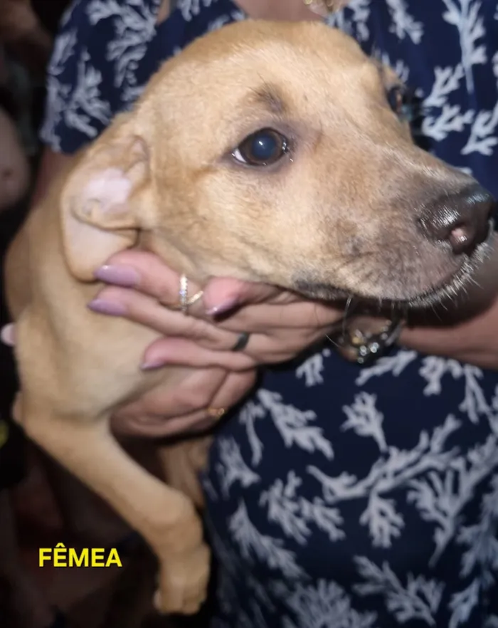 Cachorro raça SRD-ViraLata idade 2 a 6 meses nome Sem nome