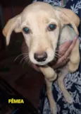 Cachorro raça SRD-ViraLata idade 2 a 6 meses nome Sem nome