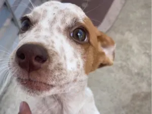 Cachorro raça Pit-Bull idade 2 a 6 meses nome Tobby