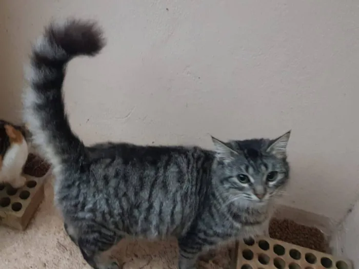 Gato raça SRD-ViraLata idade 7 a 11 meses nome Lola