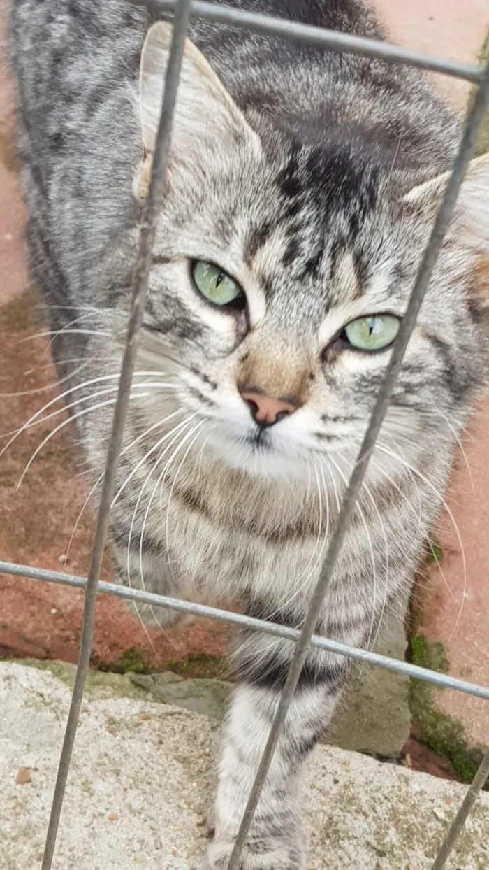 Gato raça SRD-ViraLata idade 7 a 11 meses nome Lola