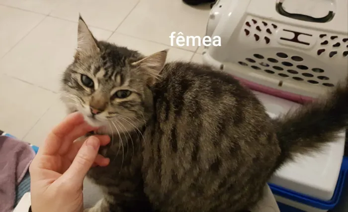 Gato raça SRD-ViraLata idade 7 a 11 meses nome Lola