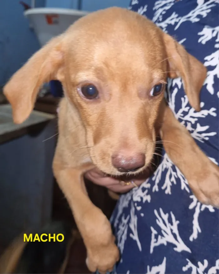 Cachorro raça SRD-ViraLata idade 2 a 6 meses nome Sem nome