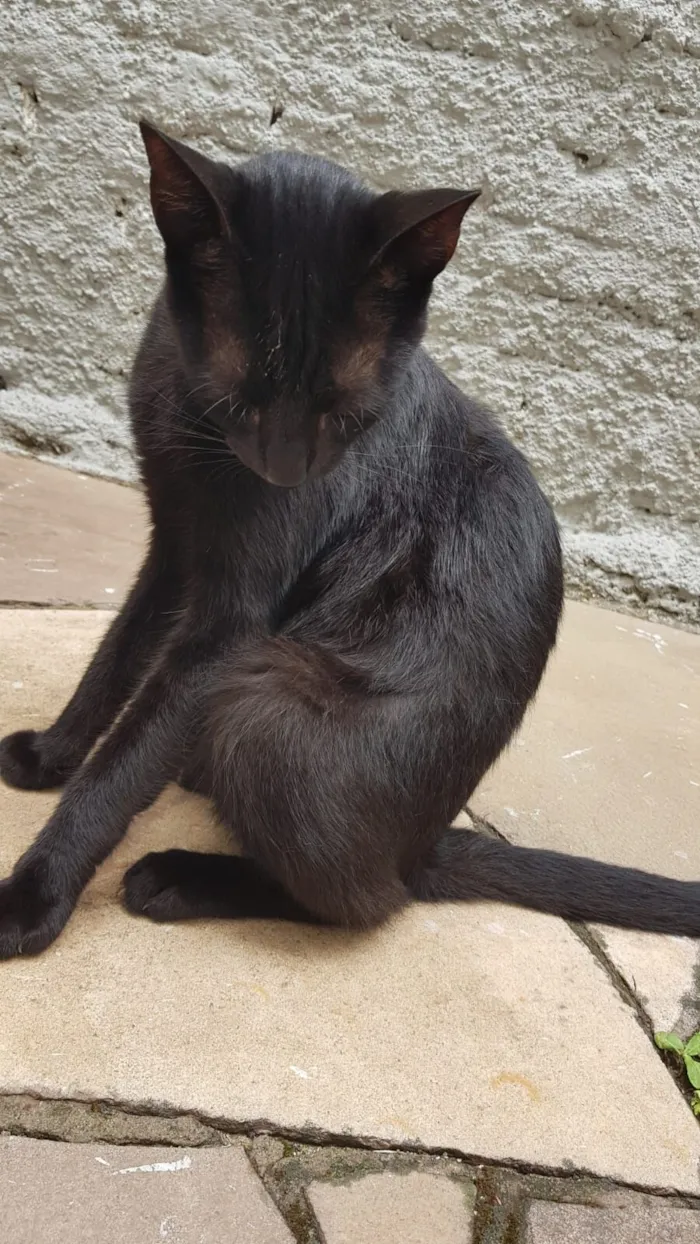 Gato raça SRD-ViraLata idade 7 a 11 meses nome Feijão