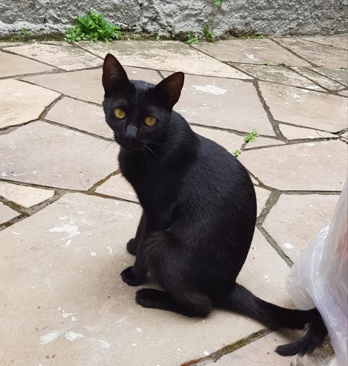 Gato raça SRD-ViraLata idade 7 a 11 meses nome Feijão