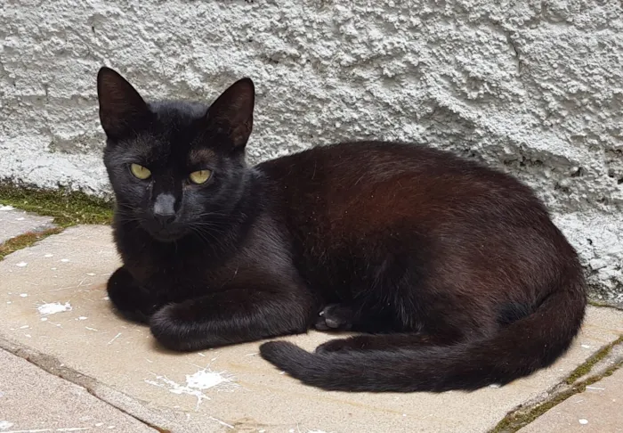 Gato raça SRD-ViraLata idade 7 a 11 meses nome Feijão