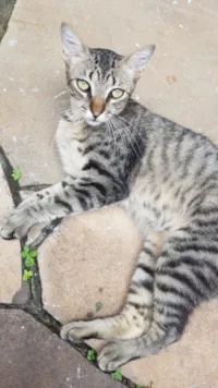 Gato raça SRD-ViraLata idade 7 a 11 meses nome Charlie Brown