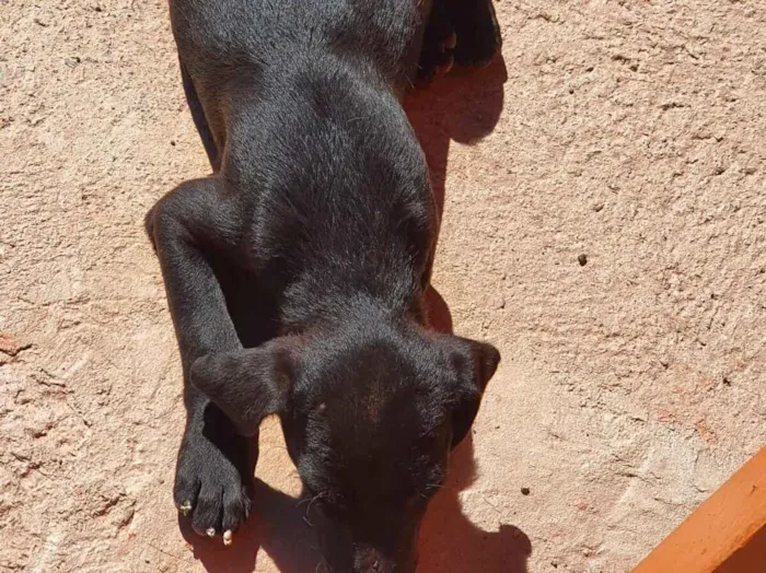 Cachorro raça SRD-ViraLata idade Abaixo de 2 meses nome sem nomes