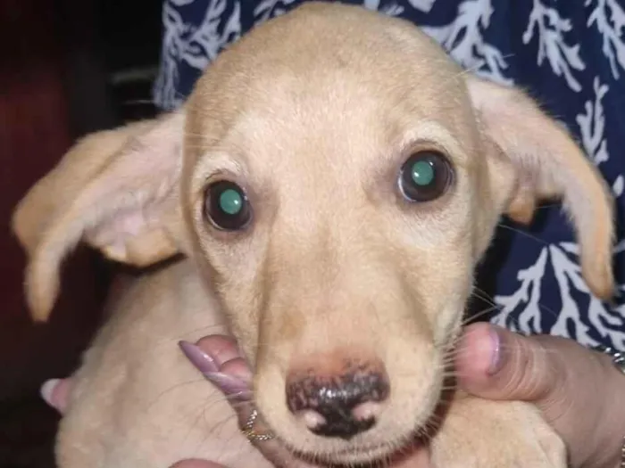 Cachorro raça SRD-ViraLata idade 2 a 6 meses nome Sem nome