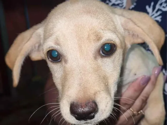 Cachorro raça SRD-ViraLata idade 2 a 6 meses nome Sem nome