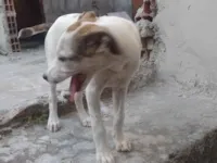 Cachorro raça SRD-ViraLata idade 2 a 6 meses nome Manchinha 