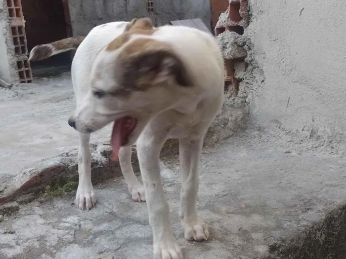 Cachorro raça SRD-ViraLata idade 2 a 6 meses nome Manchinha 