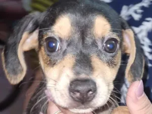 Cachorro raça SRD-ViraLata idade 2 a 6 meses nome Sem nome