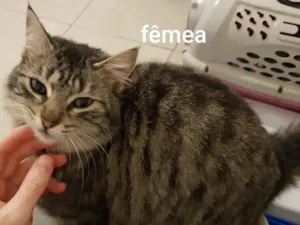 Gato raça SRD-ViraLata idade 7 a 11 meses nome Lola