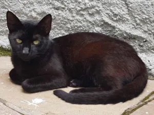 Gato raça SRD-ViraLata idade 7 a 11 meses nome Feijão