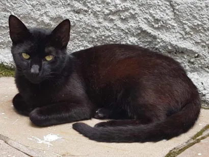 Gato raça SRD-ViraLata idade 7 a 11 meses nome Feijão