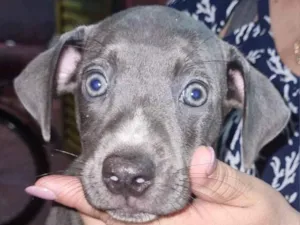 Cachorro raça SRD-ViraLata idade 2 a 6 meses nome Sem nome