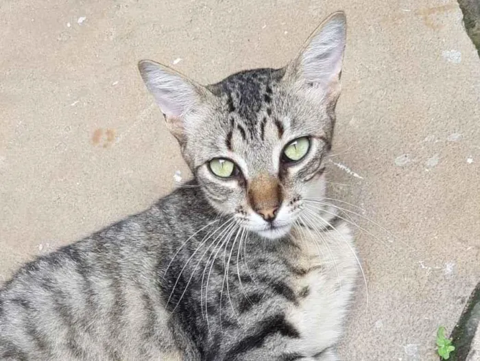 Gato raça SRD-ViraLata idade 7 a 11 meses nome Charlie Brown