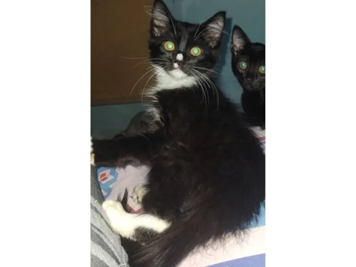 Gato raça SRD-ViraLata idade 7 a 11 meses nome Soneca 