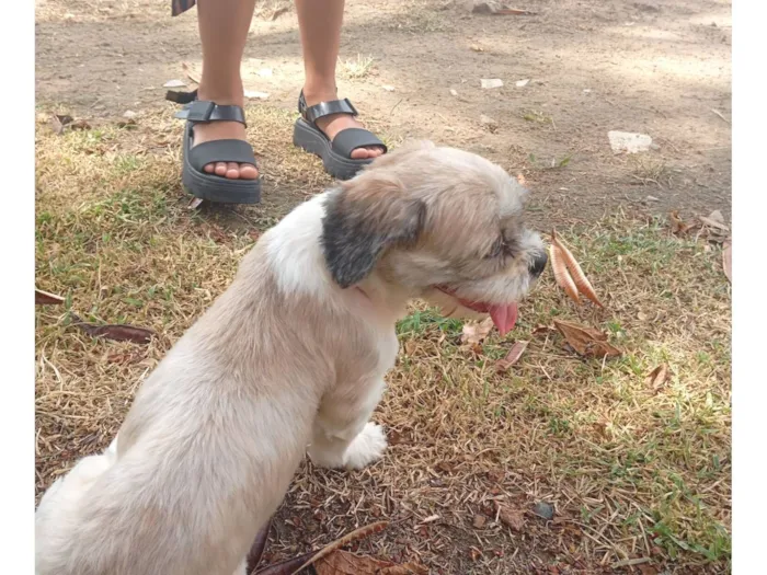 Cachorro raça Shitzu idade 1 ano nome NINA