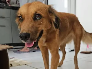 Cachorro raça SRD-ViraLata idade 2 a 6 meses nome Liza